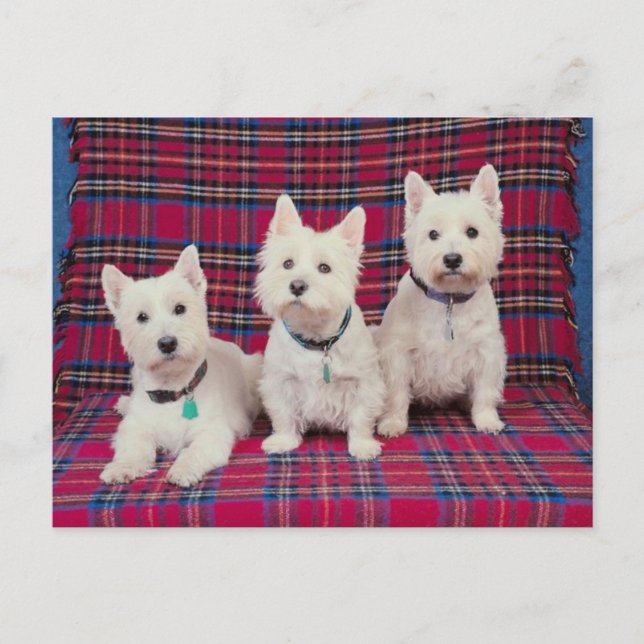 Dogs Posing Postcard (Front)