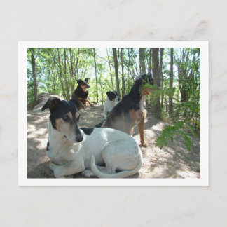 dogs postcard