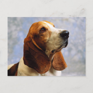 Dogs Postcard