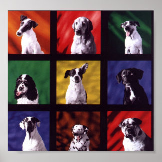 Dogs Poster
