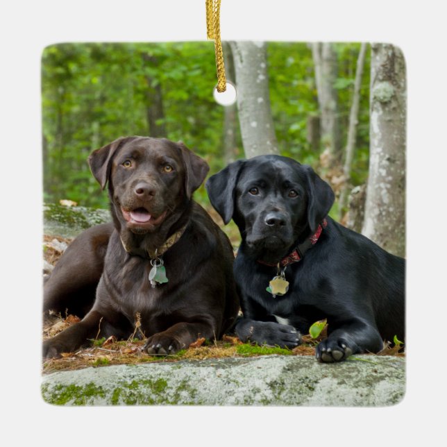 Dogs Puppies Black Lab Chocolate Labrador Retrieve Ceramic Ornament (Front)