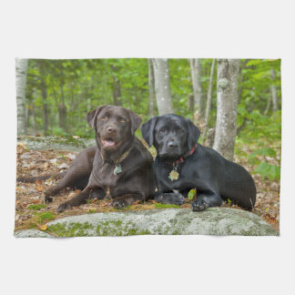 Dogs Puppies Black Lab Chocolate Labrador Retrieve Kitchen Towel