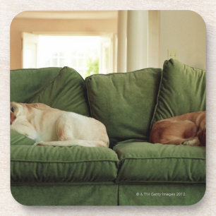 Dogs sleeping on sofa coaster
