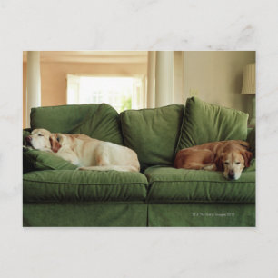 Dogs sleeping on sofa postcard