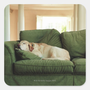 Dogs sleeping on sofa square sticker