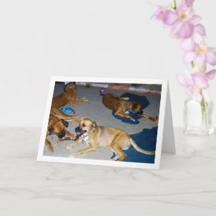 Dogs with Bones and towels Card