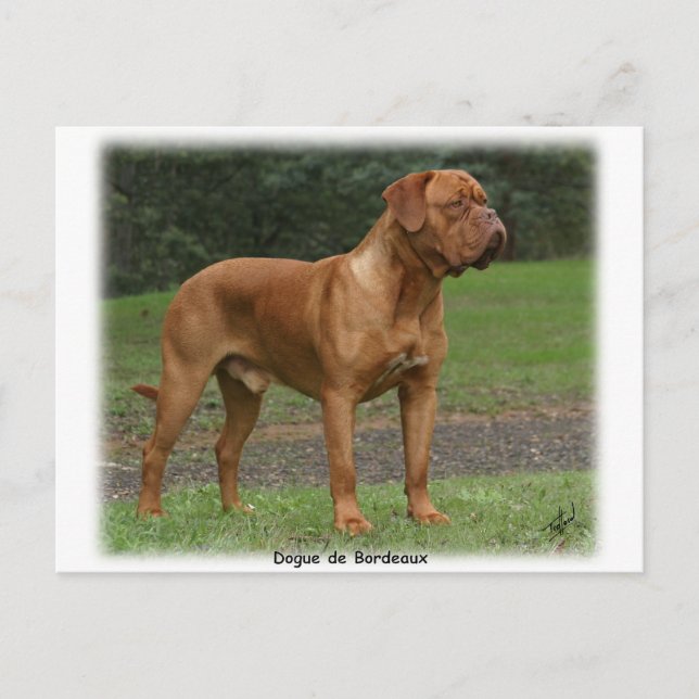 Dogue de Bordeaux 9Y201D-159 Postcard (Front)