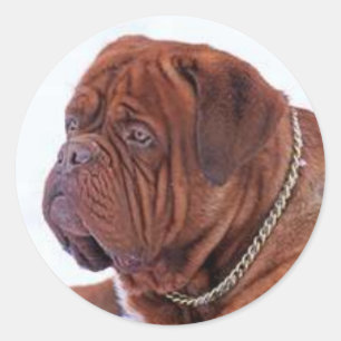 Dogue De Bordeaux Classic Round Sticker