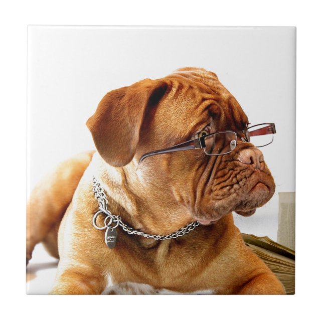 dogue de bordeaux dog wearing glasses tile (Front)