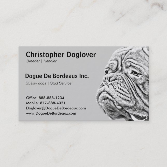 Dogue De Bordeaux - French Mastiff Business Card (Front)