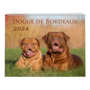 Dogue de Bordeaux Grand Calendrier Mur