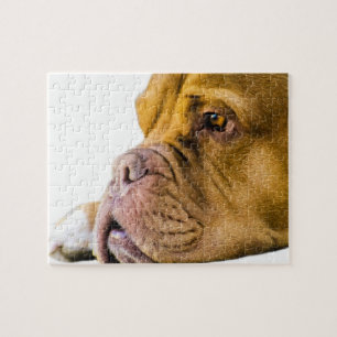 Dogue de Bordeaux Jigsaw Puzzle