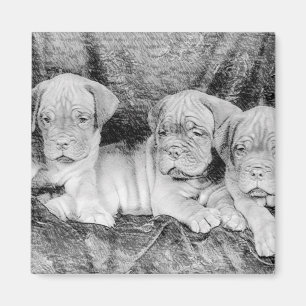 Dogue de bordeaux magnet