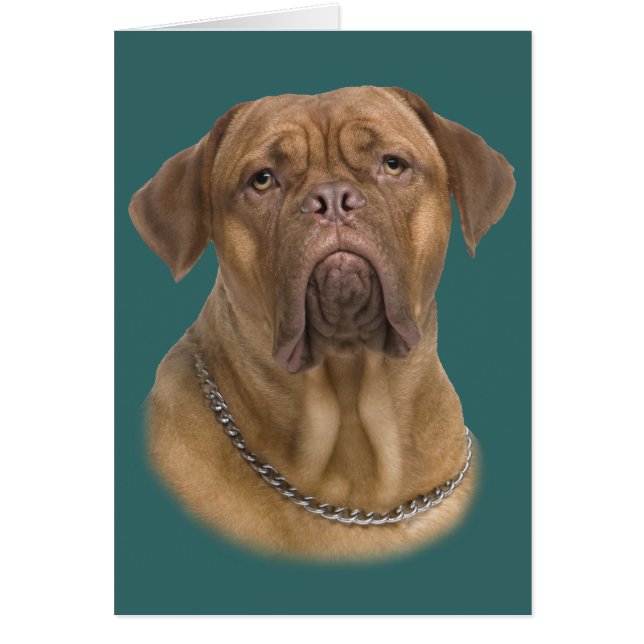Dogue De Bordeaux Portait (Front)