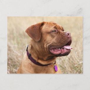 dogue de bordeaux postcard
