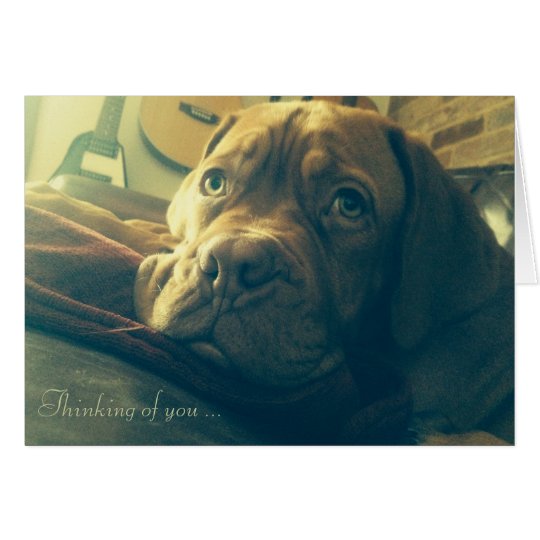 Dogue de Bordeaux Thinking of you Card