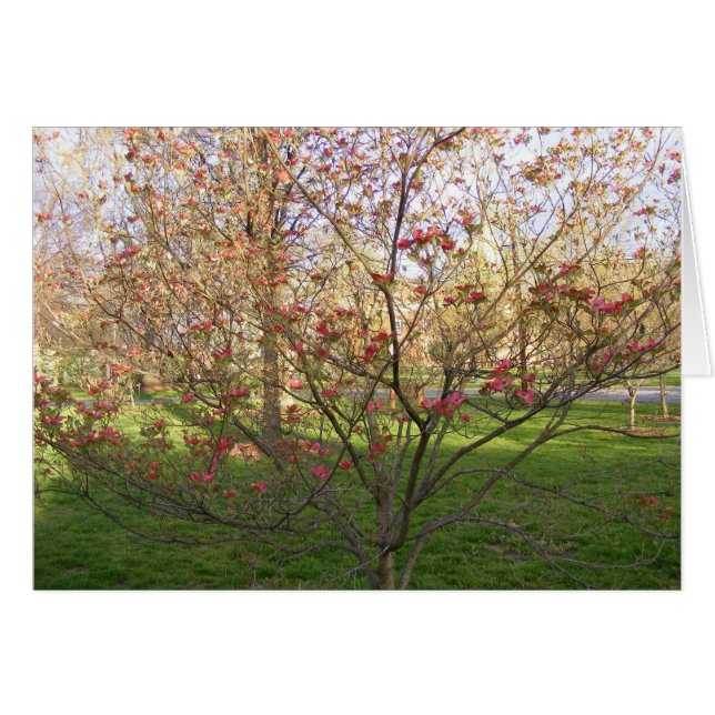 Dogwood à fleurs rouges (Devant horizontal)