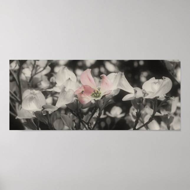 Dogwood Black White Partial Colour Flower Poster (Front)