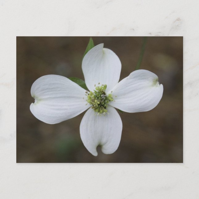 Dogwood Bloom Postcard (Front)