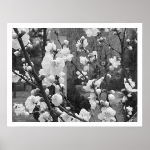 dogwood blooms poster
