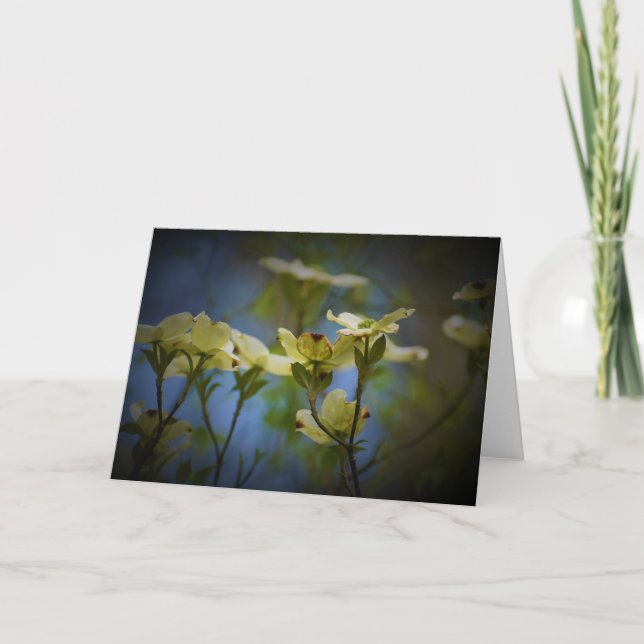 Dogwood Blossom, carte (Devant)