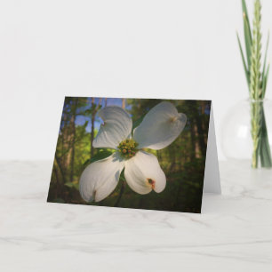 Dogwood Blossom, carte