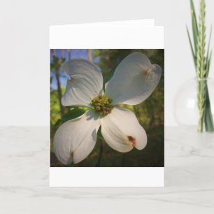 Dogwood Blossom, carte