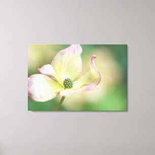 Dogwood Blossom Cornus Kousa 'Miss Satomi' Canvas Print