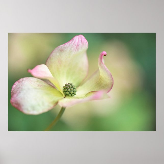Dogwood Blossom | Cornus Kousa 'Miss Satomi' Poster (Front)
