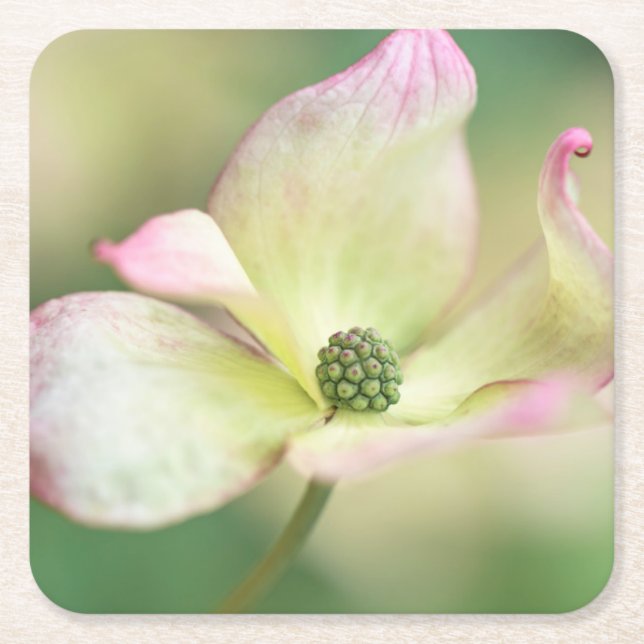 Dogwood Blossom | Cornus Kousa 'Miss Satomi' Square Paper Coaster