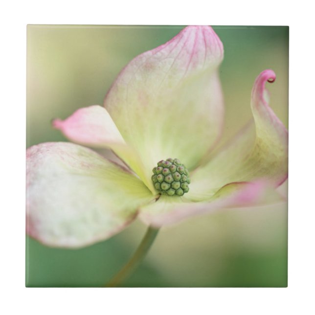 Dogwood Blossom | Cornus Kousa 'Miss Satomi' Tile (Front)