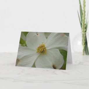 Dogwood Blossom Greeting Card