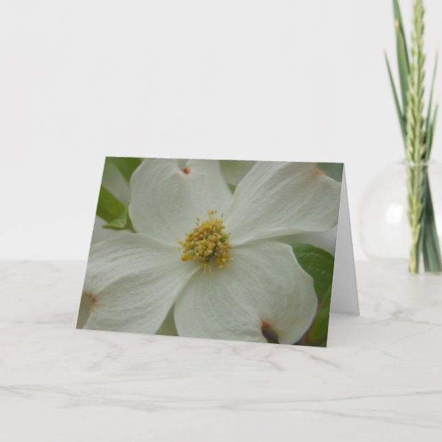 Dogwood Blossom Greeting Card (Front)