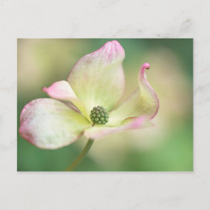 Dogwood Blossom  Mr. Cornus Kousa 'Miss Satomi' Postcard