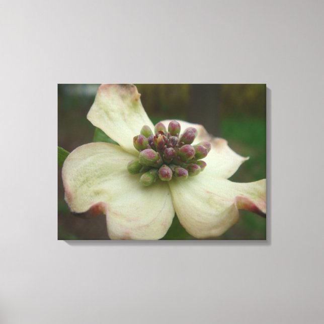 Dogwood Blossom Photography Canvas Print (Front)