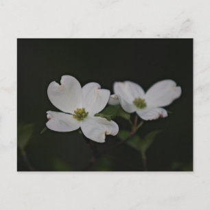 Dogwood Blossom Postcard