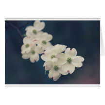 Dogwood Blossoms