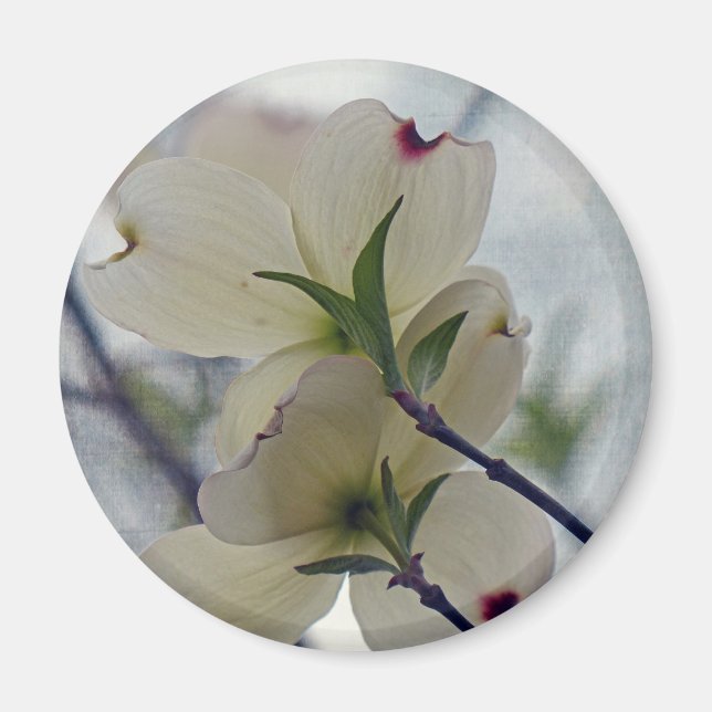 Dogwood Blossoms Magnet (Front)