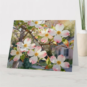 Dogwood Blossoms Study A In Watercolors Card