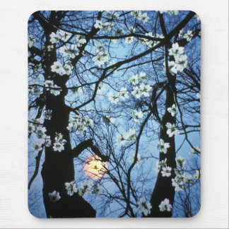 Dogwood blossoms with sunset mouse pad