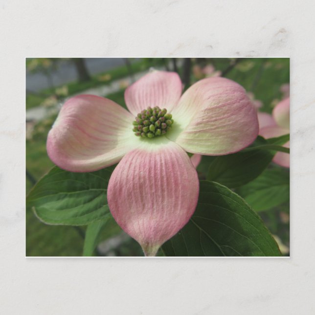 Dogwood Cross Postcard (Front)