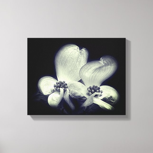 Dogwood Flower Blossoms Black And White    Canvas Print (Front)