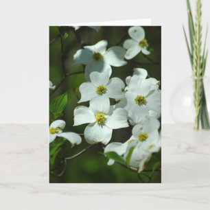 Dogwood Flowers Greeting Card