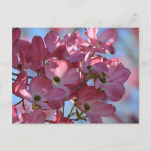Dogwood Flowers Postcard