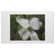 Dogwood In Spring