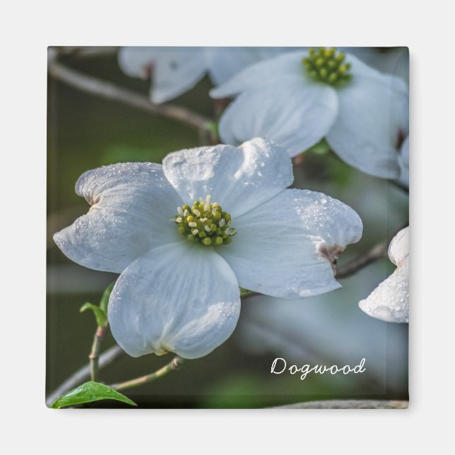 Dogwood Magnet (Front)