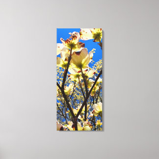 Dogwood Tree Canvas Print