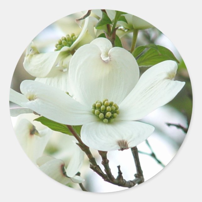 Dogwood Tree Flower Stickers (Front)