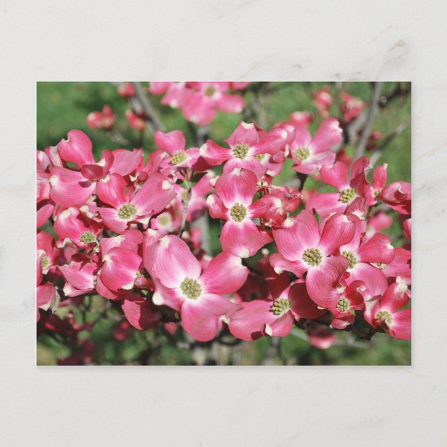 Dogwood Tree in Bloom Postcard (Front)