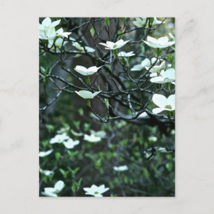 DOGWOOD TREE IN SPRING BLOOM POSTCARD